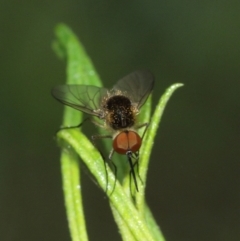 Geron sp. (genus) (Slender Bee Fly) at Downer, ACT - 1 Feb 2021 by TimL