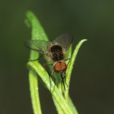 Geron sp. (genus) (Slender Bee Fly) at Downer, ACT - 31 Jan 2021 by TimL
