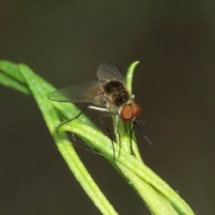 Geron sp. (genus) at Downer, ACT - 1 Feb 2021