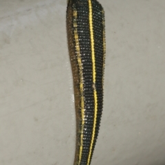 Hirudinidae sp. (family) (A Striped Leech) at Acton, ACT - 29 Jan 2021 by TimL