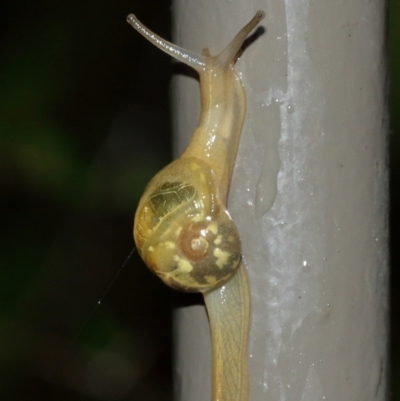 Mysticarion porrectus (Golden Semi-slug) at ANBG - 29 Jan 2021 by Tim L