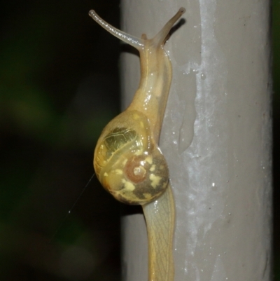 Mysticarion porrectus (Golden Semi-slug) at Acton, ACT - 29 Jan 2021 by TimL