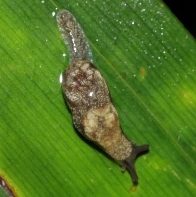 Cystopelta sp. (genus) (Unidentified Cystopelta Slug) at ANBG - 29 Jan 2021 by TimL
