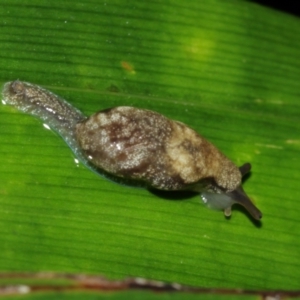 Cystopelta sp. (genus) at Acton, ACT - 29 Jan 2021