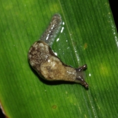 Cystopelta sp. (genus) at Acton, ACT - 29 Jan 2021