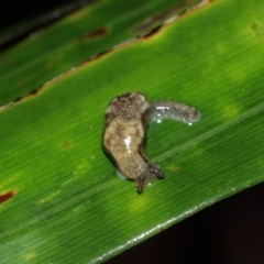 Cystopelta sp. (genus) at Acton, ACT - 29 Jan 2021