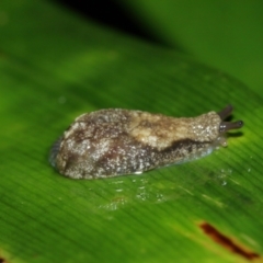 Cystopelta sp. (genus) at Acton, ACT - 29 Jan 2021