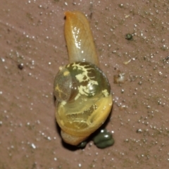 Mysticarion porrectus (Golden Semi-slug) at ANBG - 29 Jan 2021 by Tim L