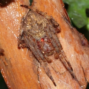 Araneidae (family) at Acton, ACT - suppressed