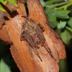 Araneidae (family) at Acton, ACT - suppressed