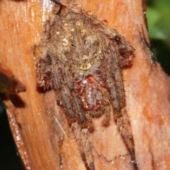 Araneidae (family) at Acton, ACT - suppressed