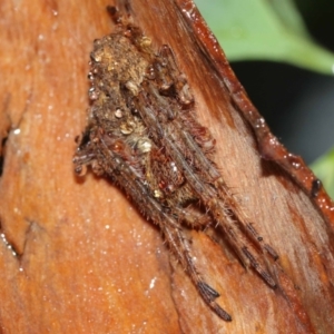 Araneidae (family) at Acton, ACT - suppressed