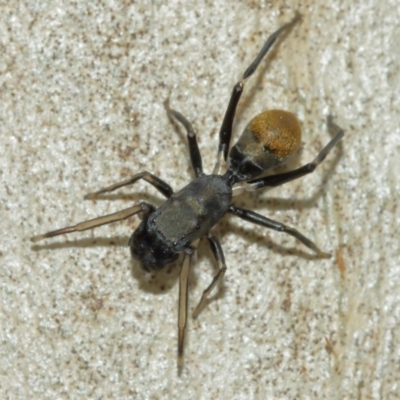 Myrmarachne luctuosa (Polyrachis Ant Mimic Spider) at Downer, ACT - 31 Jan 2021 by TimL