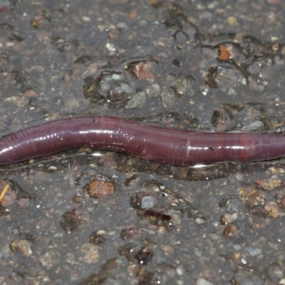 Oligochaeta (class) (Unidentified earthworm) at ANBG - 29 Jan 2021 by Tim L