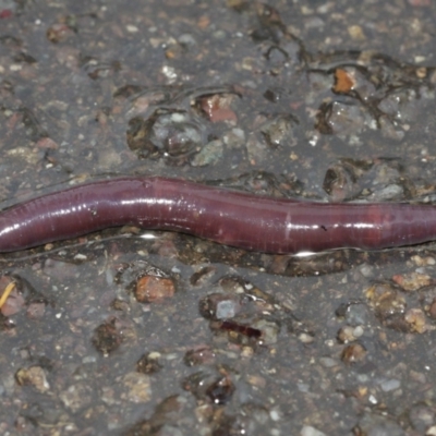 Oligochaeta (class) (Unidentified earthworm) at Acton, ACT - 29 Jan 2021 by TimL