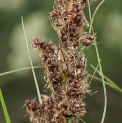 Araneinae (subfamily) at Downer, ACT - 7 Jan 2021