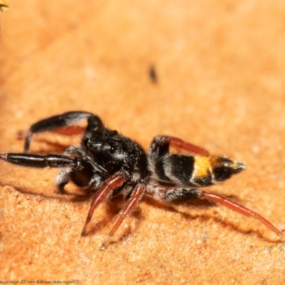 Apricia jovialis (Jovial jumping spider) at Bruce, ACT - 5 Feb 2021 by Roger