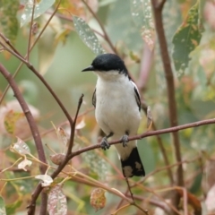 Lalage tricolor (White-winged Triller) at Majura, ACT - 25 Jan 2021 by jbromilow50