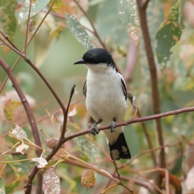 Lalage tricolor (White-winged Triller) at Majura, ACT - 25 Jan 2021 by jbromilow50