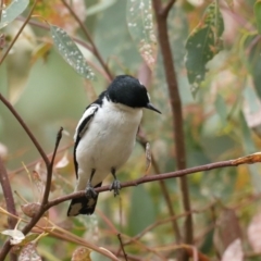 Lalage tricolor at Majura, ACT - 26 Jan 2021