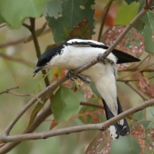 Lalage tricolor at Majura, ACT - 26 Jan 2021