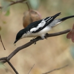 Lalage tricolor at Majura, ACT - 26 Jan 2021