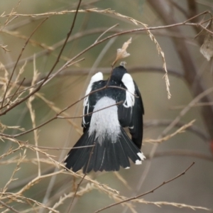 Lalage tricolor at Majura, ACT - 26 Jan 2021