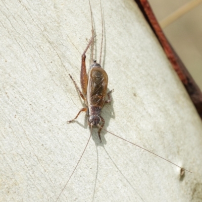 Eurepa marginipennis (Mottled bush cricket) at ANBG - 29 Jan 2021 by TimL