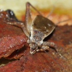 Eurepa marginipennis at Downer, ACT - 30 Jan 2021