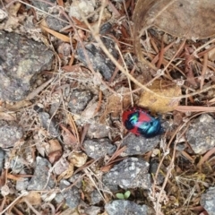 Choerocoris paganus (Ground shield bug) at Conder, ACT - 4 Feb 2021 by Nona