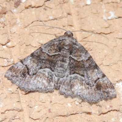 Gastrina cristaria (Wave-lined Geometrid) at Pollinator-friendly garden Conder - 22 Dec 2020 by michaelb