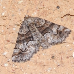 Gastrina cristaria at Conder, ACT - 22 Dec 2020