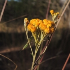 Chrysocephalum semipapposum (Clustered Everlasting) at Bungendore, NSW - 5 Jan 2021 by MichaelBedingfield