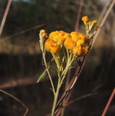 Chrysocephalum semipapposum (Clustered Everlasting) at Bungendore, NSW - 5 Jan 2021 by MichaelBedingfield