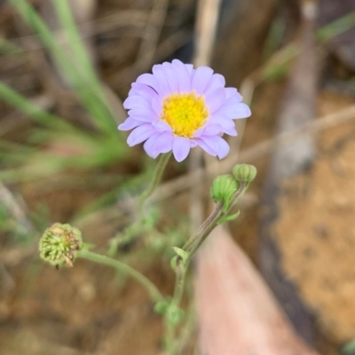 Brachyscome rigidula (Hairy Cut-leaf Daisy) at Holt, ACT - 5 Feb 2021 by Eland