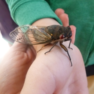 Psaltoda moerens (Redeye cicada) at Tathra Public School - 3 Feb 2021 by TathraPreschool