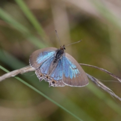 Jalmenus icilius (Amethyst Hairstreak) at Coree, ACT - 2 Feb 2021 by DPRees125