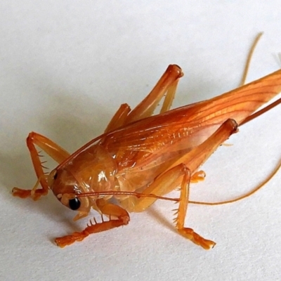 Hadrogryllus sp. (genus) (A raspy cricket) at Crooked Corner, NSW - 5 Feb 2021 by Milly