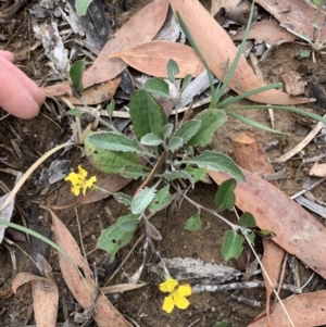 Goodenia hederacea at Holt, ACT - 5 Feb 2021