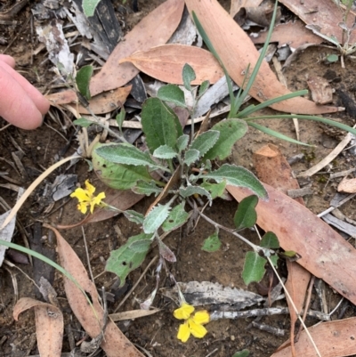 Goodenia hederacea (Ivy Goodenia) at Holt, ACT - 4 Feb 2021 by Eland