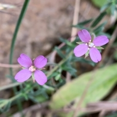 Epilobium sp. (A Willow Herb) at Coree, ACT - 5 Feb 2021 by Eland