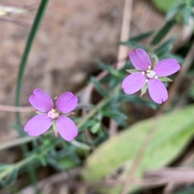 Epilobium sp. (A Willow Herb) at Coree, ACT - 5 Feb 2021 by Eland