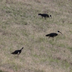 Threskiornis spinicollis (Straw-necked Ibis) at Hamilton Valley, NSW - 5 Feb 2021 by PaulF