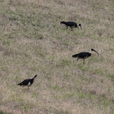 Threskiornis spinicollis (Straw-necked Ibis) at Hamilton Valley, NSW - 5 Feb 2021 by PaulF