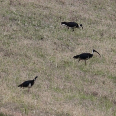 Threskiornis spinicollis (Straw-necked Ibis) at Hamilton Valley, NSW - 4 Feb 2021 by PaulF