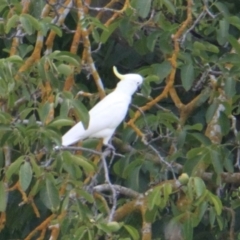 Cacatua galerita (Sulphur-crested Cockatoo) at Albury - 5 Feb 2021 by PaulF