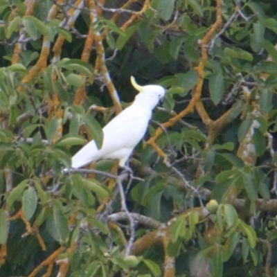 Cacatua galerita (Sulphur-crested Cockatoo) at Albury - 5 Feb 2021 by PaulF