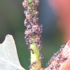 Eurymeloides pulchra (Gumtree hopper) at Wanniassa, ACT - 3 Feb 2021 by SandraH
