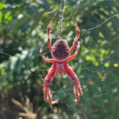 Araneinae (subfamily) (Orb weaver) at Woodstock Nature Reserve - 2 Feb 2021 by Eland