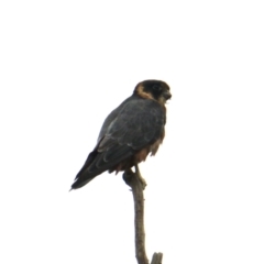 Falco longipennis (Australian Hobby) at Albury - 4 Feb 2021 by PaulF